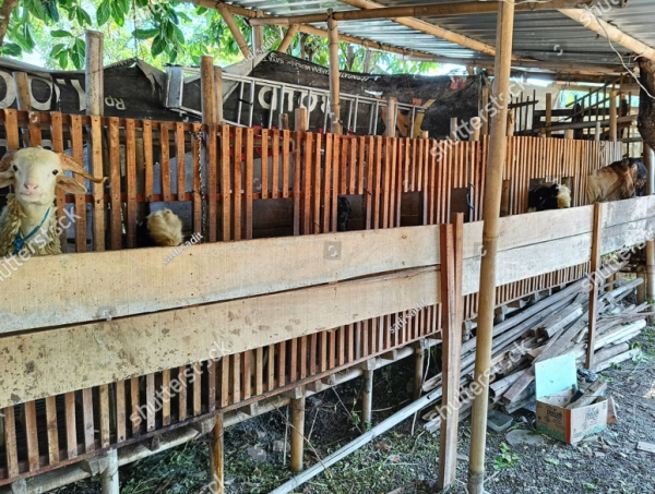 Desain Kandang Kambing Jeruji Besi